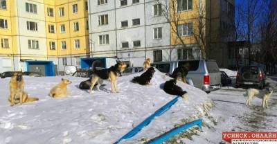 В Усинске мать спасла ребёнка от бродячих собак - komiinform.ru - Усинск