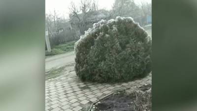 Жителей Анапы напугало нашествие пауков - vesti.ru - Анапа - Краснодарский край