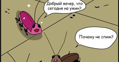 "Они заползали ко мне в ноздри": калининградцы рассказали, как тараканы портили им жизнь - klops.ru