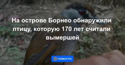 На острове Борнео обнаружили птицу, которую 170 лет считали вымершей - news.mail.ru - Голландия - Сингапур - Индонезия