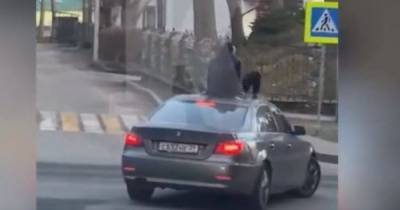 Авторазбор "Клопс": эксперты объяснили, чем грозит езда на крыше автомобилей - klops.ru - Светлогорск - Калининградская обл.