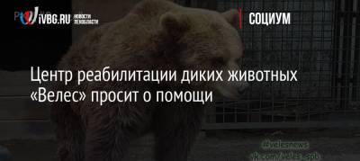 Центр реабилитации диких животных «Велес» просит о помощи - ivbg.ru - Ленобласть