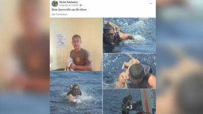 Тайский моряк спас нескольких котов с горящего судна - nation-news.ru - Таиланд
