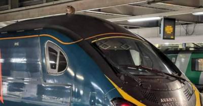 В Лондоне кошка задержала отправление скоростного поезда на два часа - tsn.ua - Англия - Лондон - Кривой Рог - Великобритания