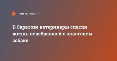 В Саратове ветеринары спасли жизнь перебравшей с алкоголем собаке - ren.tv - Саратов
