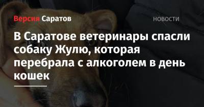 В Саратове ветеринары спасли собаку Жулю, которая перебрала с алкоголем в день кошек - nversia.ru - Саратов