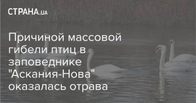 Причиной массовой гибели птиц в заповеднике "Аскания-Нова" оказалась отрава - strana.ua