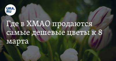 Где в ХМАО продаются самые дешевые цветы к 8 марта. Карта - ura.news - Сургут - Югра