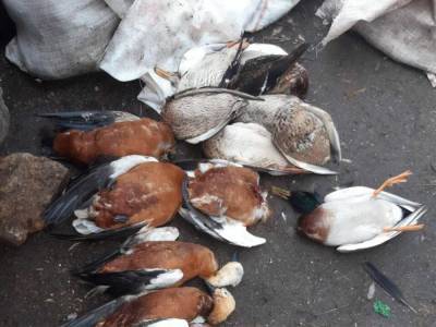 Птицы в "Аскания-Нова" погибли от яда против грызунов – Госпотребслужба - gordonua.com - Украина - Херсонская обл.