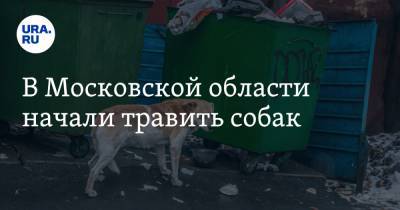 В Московской области начали травить собак - ura.news - Московская обл. - Зарайск