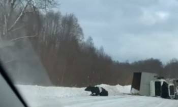 Подвозивший коров на убой грузовик перевернулся в Междуреченском районе - vologda-poisk.ru - Вологодская обл. - Вологда