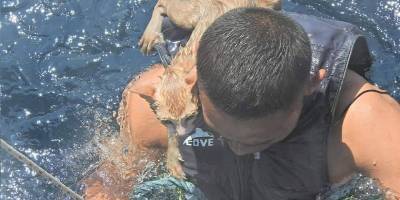 Моряки ВМС Таиланда спасли четырех рыжих кошек, забытых на горящем корабле в Андаманском море – ФОТО - ТЕЛЕГРАФ - telegraf.com.ua - Таиланд