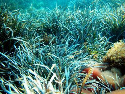Агро - Легкие Средиземноморья под угрозой: океаническая трава посидония может скоро исчезнуть - 24tv.ua - Испания