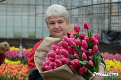 Гродненская «Голландия»: предприятие «АзотСервис» к празднику реализует более 44 тысяч тюльпанов - grodnonews.by - Голландия