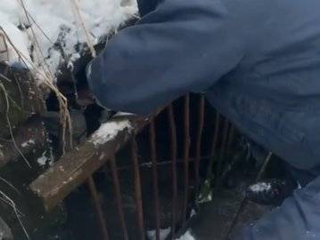 В Уфе спасатели из ливневого стояка вытащили выброшенных щенят - ufacitynews.ru - Уфа
