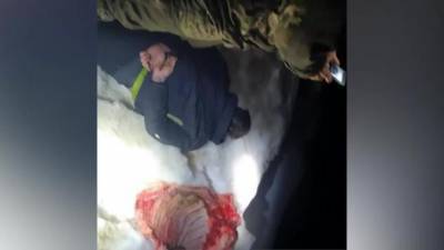 В Ленобласти завели дело на двух браконьеров, расчленивших лося - piter.tv - Ленинградская обл.