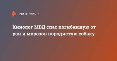 Кинолог МВД спас погибавшую от ран и морозов породистую собаку - ren.tv