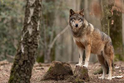 В Людвигсау обнаружены два волка - rusverlag.de - земля Гессен