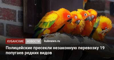 Полицейские пресекли незаконную перевозку 19 попугаев редких видов - kubnews.ru - Краснодарский край - Ростовская обл.