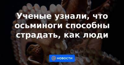 Ученые узнали, что осьминоги способны страдать, как люди - news.mail.ru - Сан-Франциско