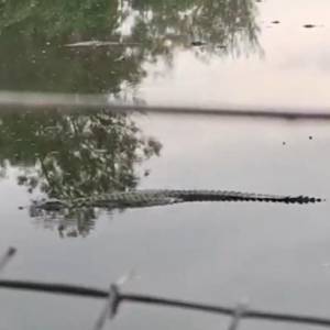 С фермы в ЮАР сбежали десятки крокодилов. Видео - reporter-ua.com - Юар