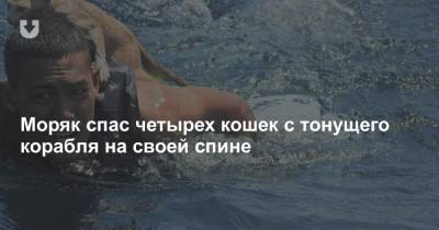 Моряк спас четырех кошек с тонущего корабля на своей спине - news.tut.by