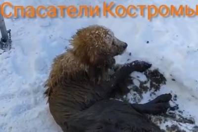 Из-под земли достали — костромские спасатели выручили собакена, упавшего в колодец - kostroma.mk.ru - район Костромской