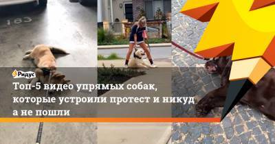 Топ-5 видео упрямых собак, которые устроили протест иникуда непошли - ridus.ru