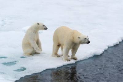Ученые — белые медведи скоро исчезнут - rusjev.net