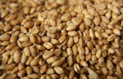 На экспорт ушло почти 14 млн т украинской пшеницы - agroportal.ua