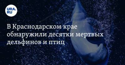 В Краснодарском крае обнаружили десятки мертвых дельфинов и птиц - ura.news - Анапа - Краснодарский край - Геленджик