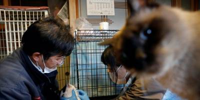 Не все герои носят плащи. Как японец Сакаэ Като уже 10 лет спасает котов в зараженной радиацией Фукусиме — фоторепортаж - nv.ua - Япония