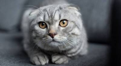 Кошку, решившую прокатиться зайцем, сняли с крыши скоростного поезда - skuke.net - Лондон - Интересно