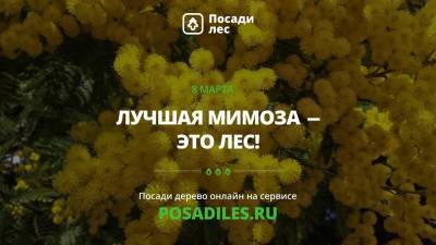 «Лесной» букет в подарок. Ульяновцев приглашают присоединиться к экологической акции - ulpravda.ru