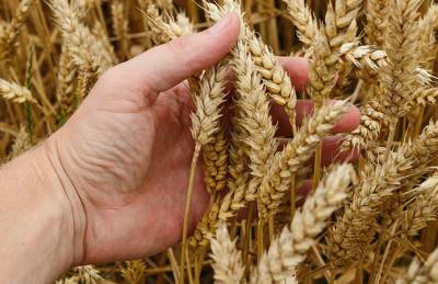 ФАО: Мировое производство пшеницы может достичь нового рекорда - agroportal.ua - Юар