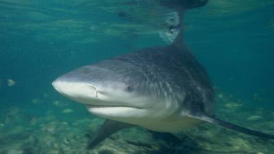 Ученые обнаружили три новых вида глубоководных акул - newinform.com - Новая Зеландия