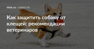 Как защитить собаку от клещей: рекомендации ветеринаров - mos.ru - Москва