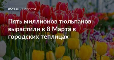 Пять миллионов тюльпанов вырастили к 8 Марта в городских теплицах - mos.ru - Москва