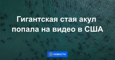 Анна Лысенко - Гигантская стая акул попала на видео в США - news.mail.ru - шт.Флорида