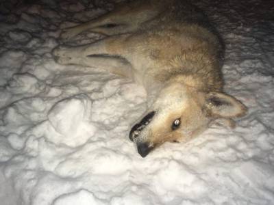В сыктывдинском Яснэге волки загрызли собаку, а в Удорском районе появился волк-спринтер - bnkomi.ru - респ. Коми - Усогорск