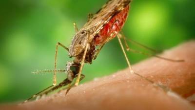 Шведские биологи выяснили, почему комары боятся кошачьей мяты - politros.com - Швеция