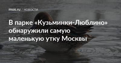 В парке «Кузьминки-Люблино» обнаружили самую маленькую утку Москвы - mos.ru - Москва