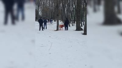 Полиция заинтересовалась сообщениями о кровавых собачьих боях в санатории под Воронежем - vestivrn.ru - Воронеж