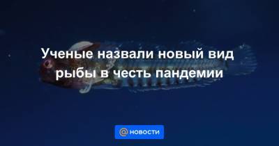Ученые назвали новый вид рыбы в честь пандемии - news.mail.ru - Эквадор - Коста Рика
