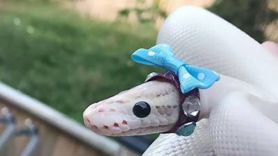 Кепки, цилиндры и милые шляпки. Как и для чего змеям делают необычный аксессуар - grodnonews.by