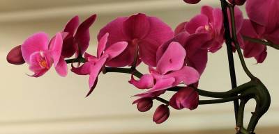 Валерий Фальков - К 8 Марта ученые вывели новый сорт орхидеи: россиянам предлагают придумать имя цветку – Учительская газета - ug.ru
