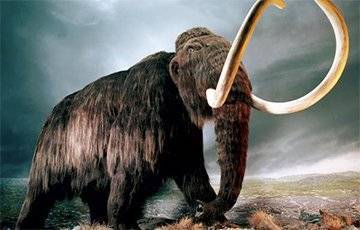 Ученые нашли 10-тысячелетние останки мамонта и сделали ошеломляющее открытие - charter97.org - Англия - штат Вермонт