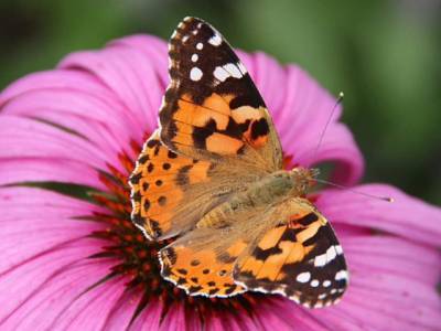 В США из-за изменений климата резко снизилась популяция бабочек - inform-ua.info - шт. Невада