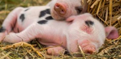 Импорт свинины в Украину в феврале увеличился в 2 раза - enovosty.com - Испания - Канада - Дания - Голландия