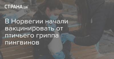 В Норвегии начали вакцинировать от птичьего гриппа пингвинов - strana.ua - Норвегия